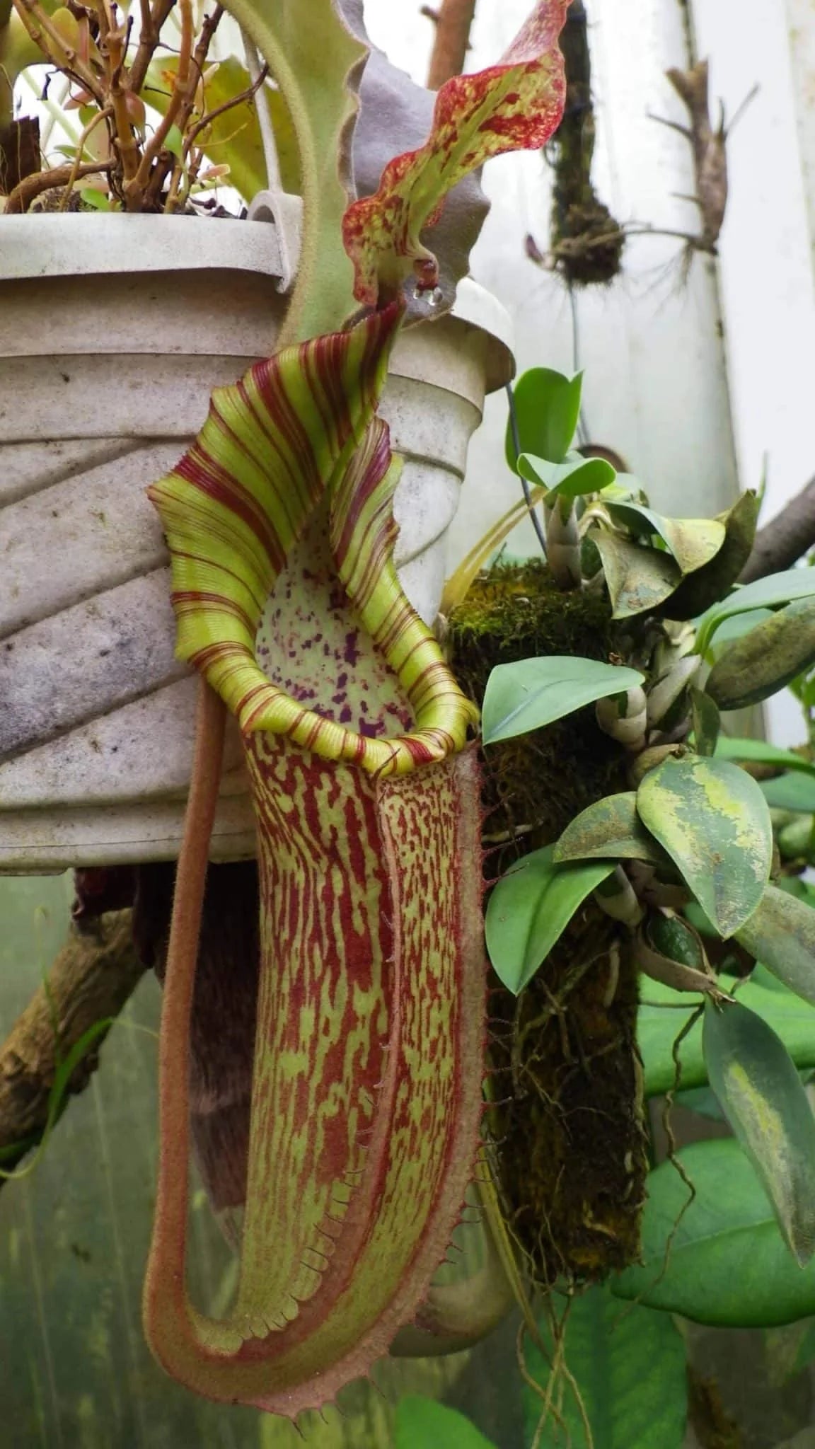 Nepenthes maxima „Wavy leaf“, own seed 大森食虫植物農園