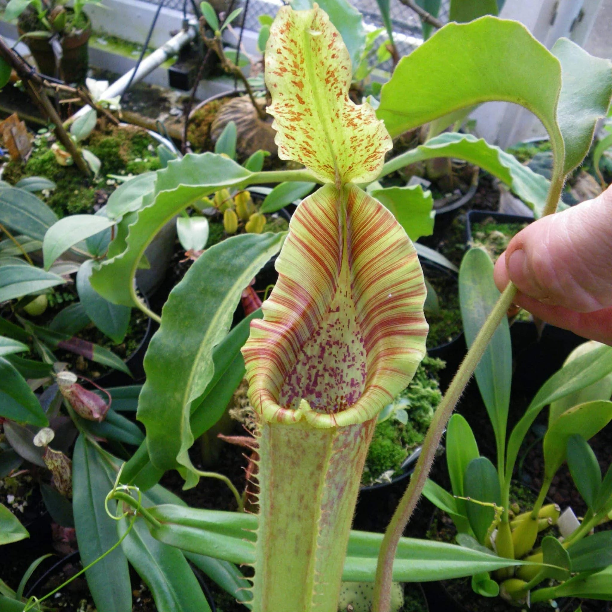 Nepenthes maxima „Wavy leaf“, own seed 大森食虫植物農園