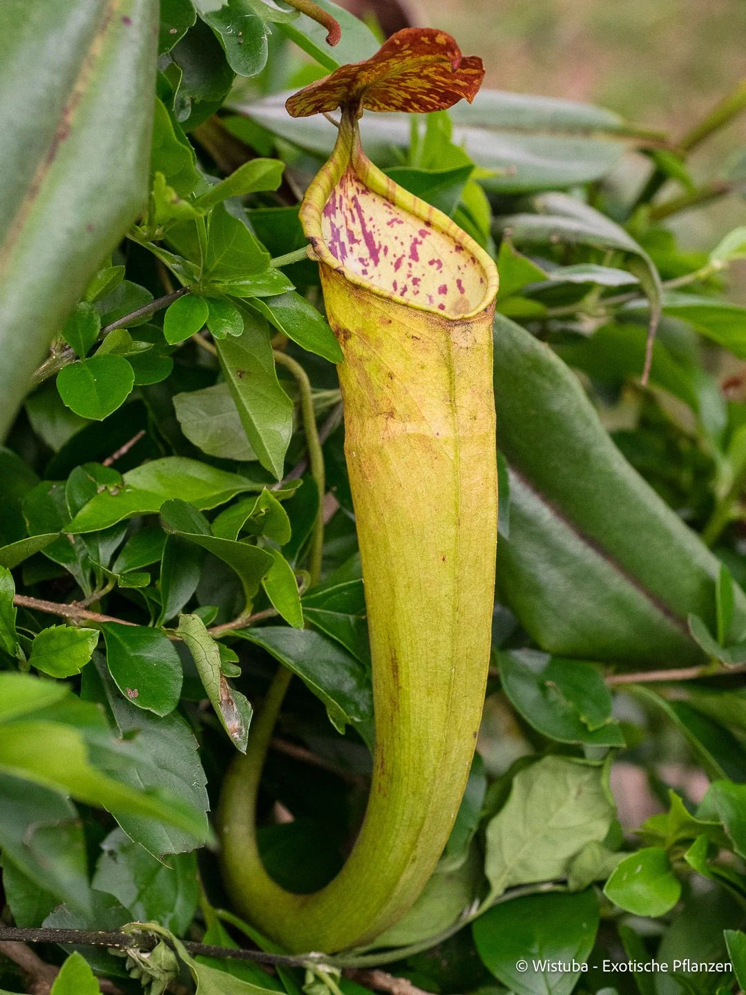 Nepenthes maxima (Wunin, Irian Jaya) 大森食虫植物農園