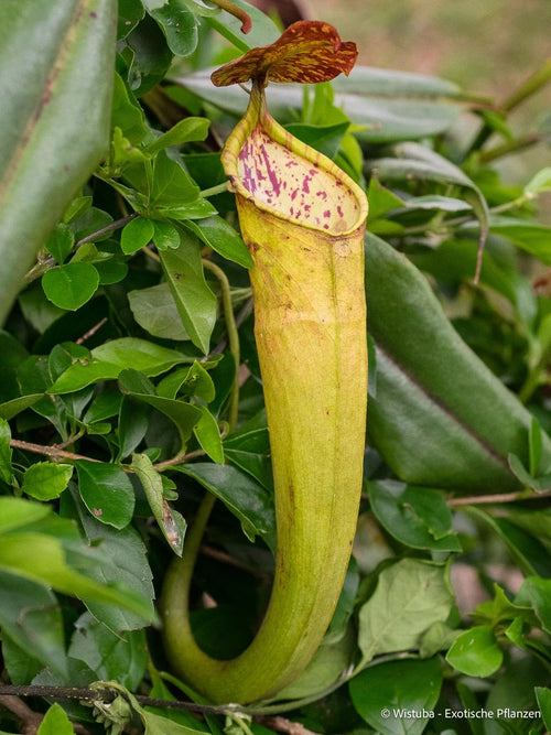 Nepenthes maxima (Wunin, Irian Jaya) 大森食虫植物農園