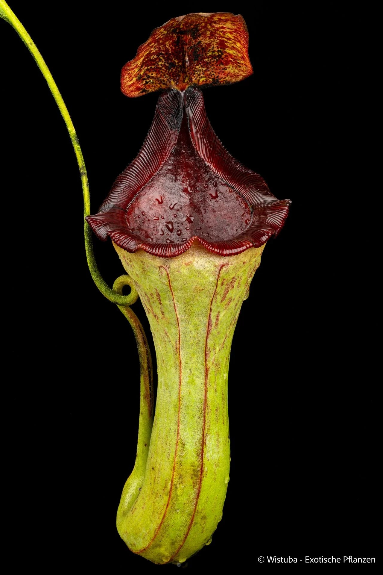 Nepenthes maxima (dark) x lowii 大森食虫植物農園