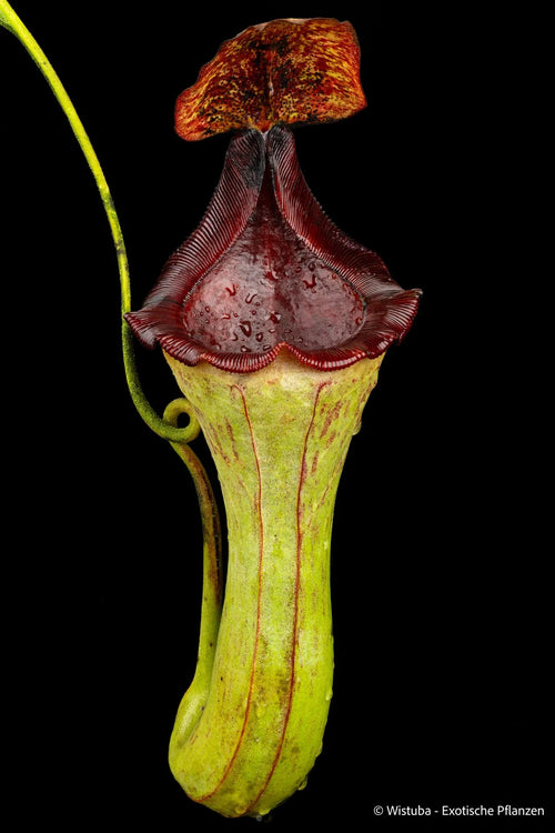 Nepenthes maxima (dark) x lowii 大森食虫植物農園
