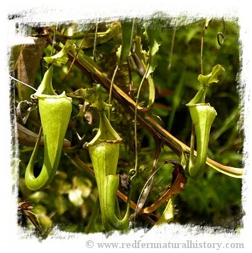 Nepenthes maxima {large form, Tentena} [BCP ID# N359] / 1株の苗, サイズ 6-12 cm 大森食虫植物農園