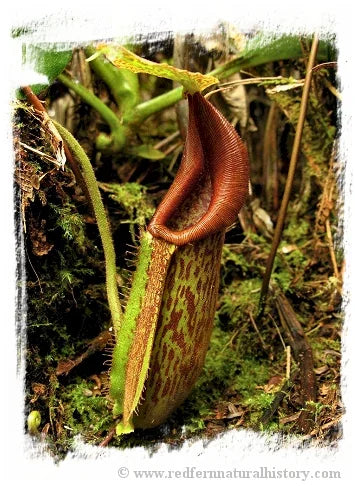 Nepenthes maxima {large form, Tentena} [BCP ID# N359] / 1株の苗, サイズ 6-12 cm 大森食虫植物農園