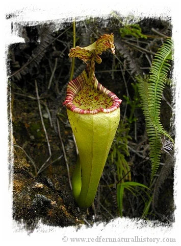 Nepenthes maxima {large form, Tentena} [BCP ID# N359] / 1株の苗, サイズ 6-12 cm 大森食虫植物農園