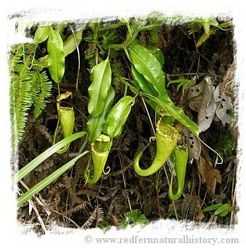 Nepenthes maxima {wavy leaf, Tentena, Central Sulawesi} [BCP ID# N2201-00] / 1株の苗, サイズ 5-10 cm 大森食虫植物農園