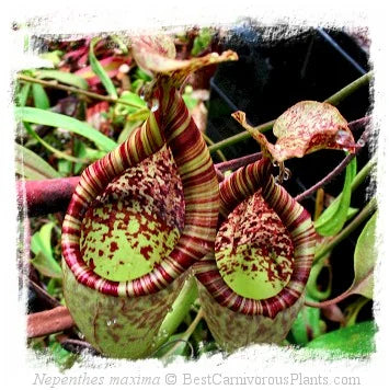 Nepenthes maxima {wavy leaf, Tentena, Central Sulawesi} [BCP ID# N2201-00] / 1株の苗, サイズ 5-10 cm 大森食虫植物農園