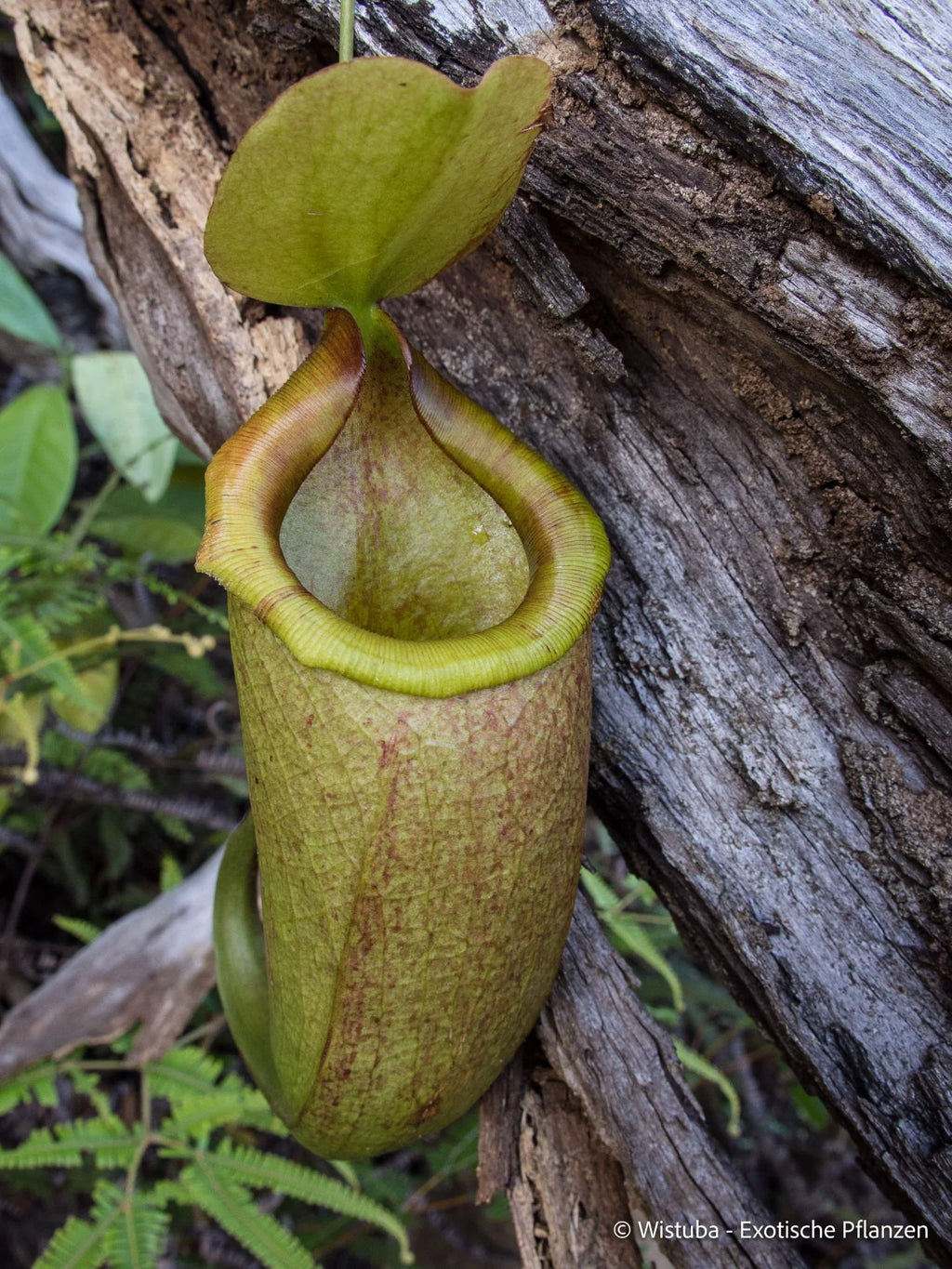 Nepenthes merrilliana (Philippines) 大森食虫植物農園