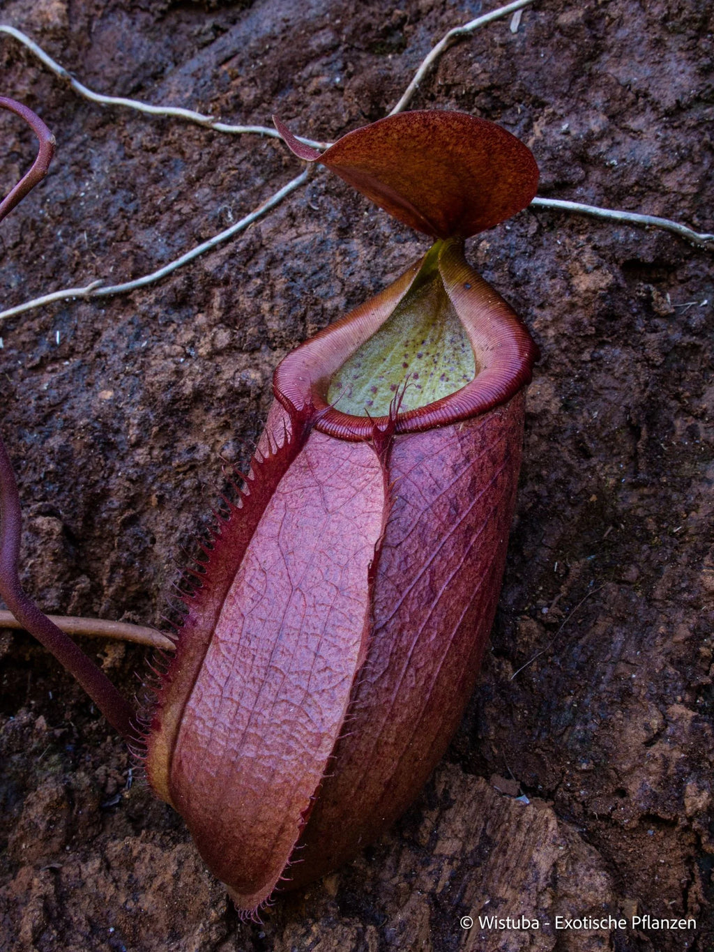 Nepenthes merrilliana (Philippines) 大森食虫植物農園