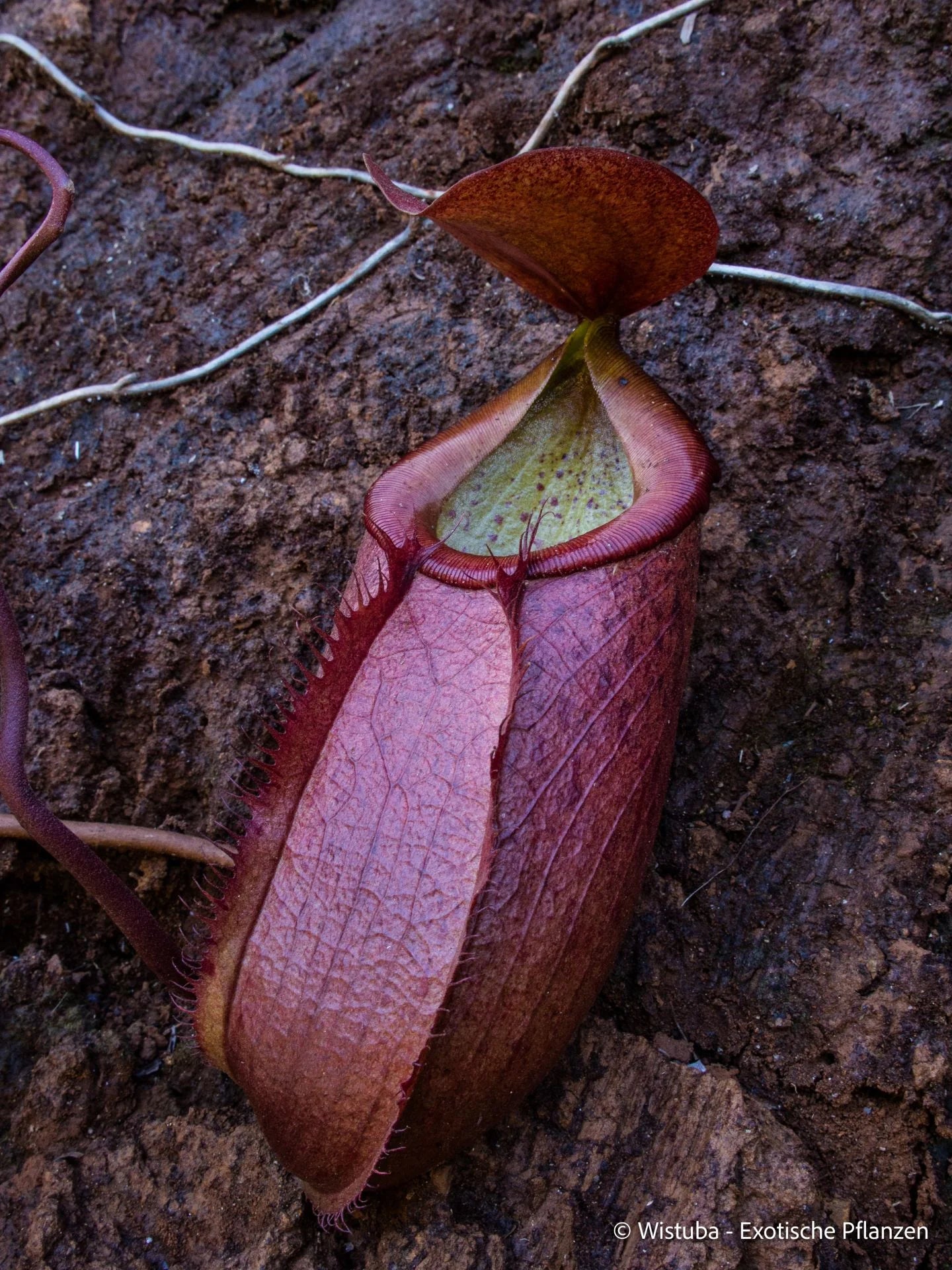 Nepenthes merrilliana (Philippines) 大森食虫植物農園