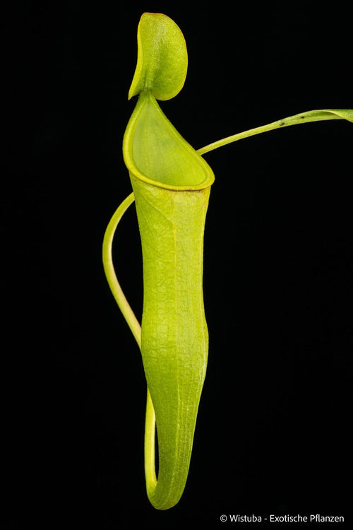 Nepenthes micramphora (Mt. Hamiguitan) 大森食虫植物農園