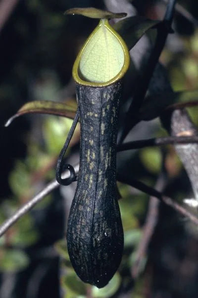 Nepenthes mikei 大森食虫植物農園