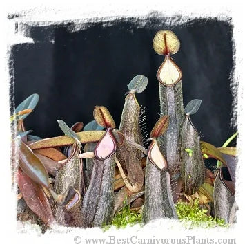 Nepenthes mikei {Takengon, Aceh, Sumatra} [BCP ID# N2428] / 1株の苗, サイズ 2-7 cm 大森食虫植物農園