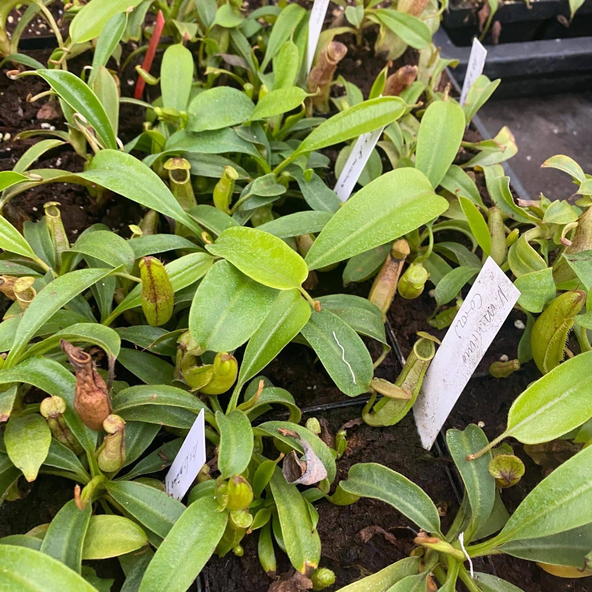 Nepenthes minima, Lake Poso, 8-10 cmﾠ 大森食虫植物農園