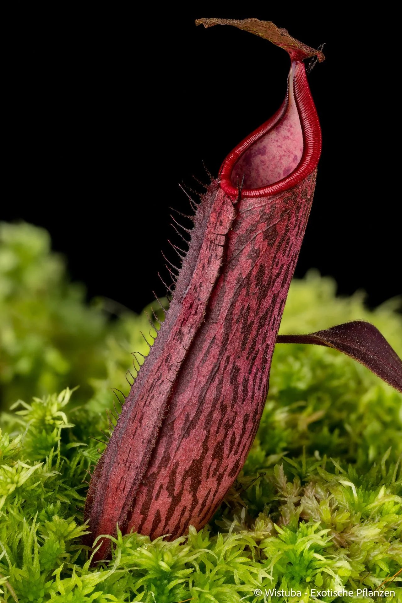 Nepenthes minima x adnata 大森食虫植物農園