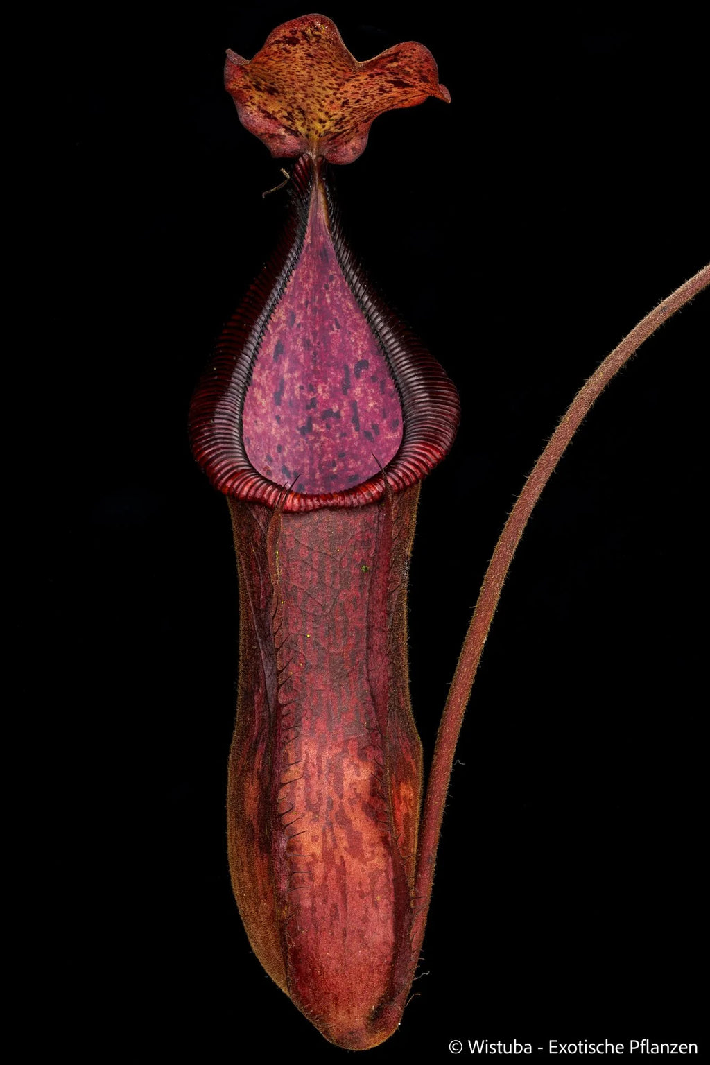 Nepenthes minima x diabolica 大森食虫植物農園