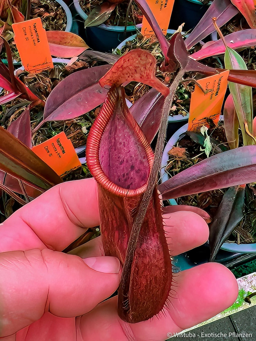 Nepenthes minima x diabolica 大森食虫植物農園