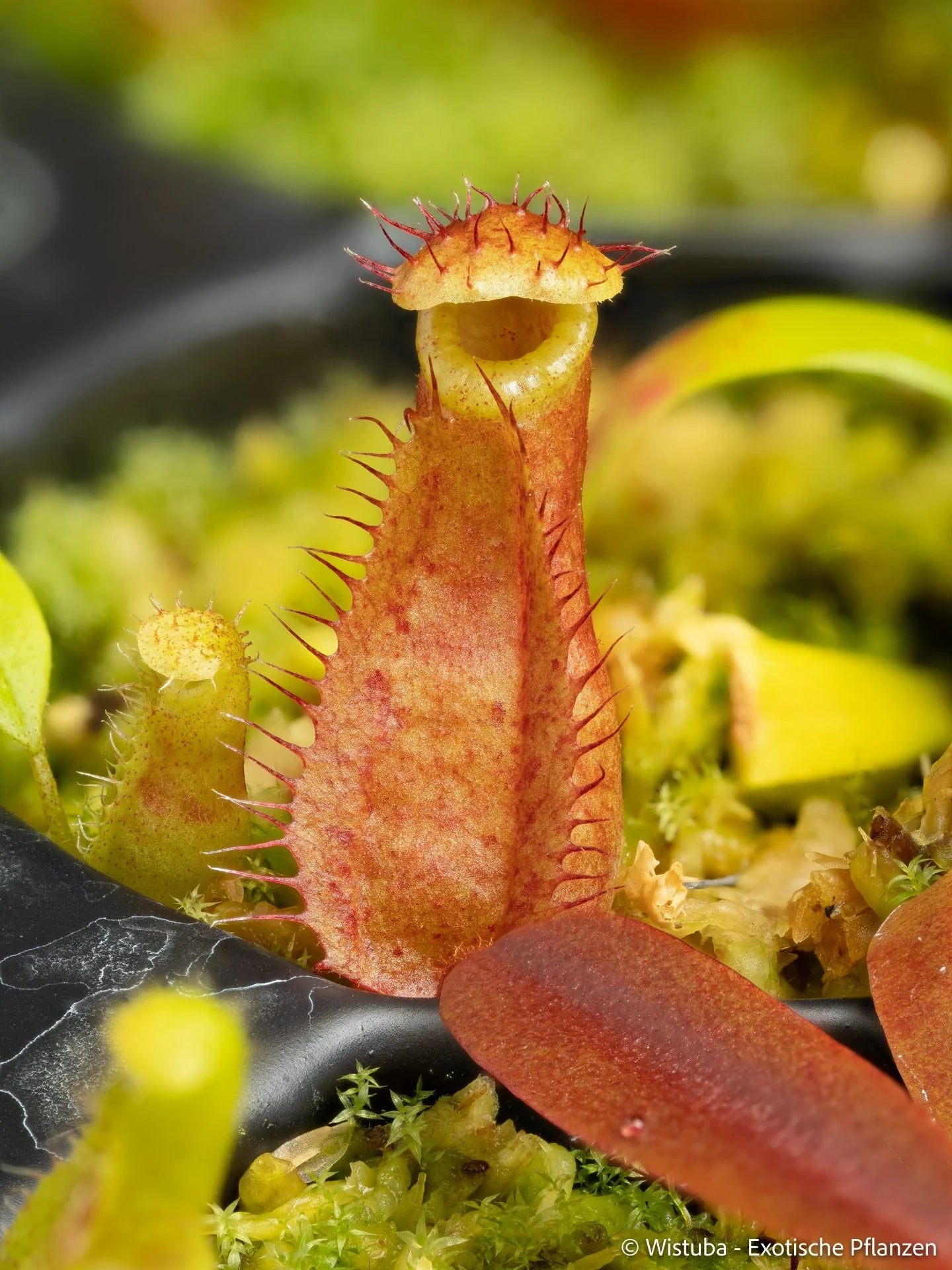 Nepenthes minima x diabolica 大森食虫植物農園