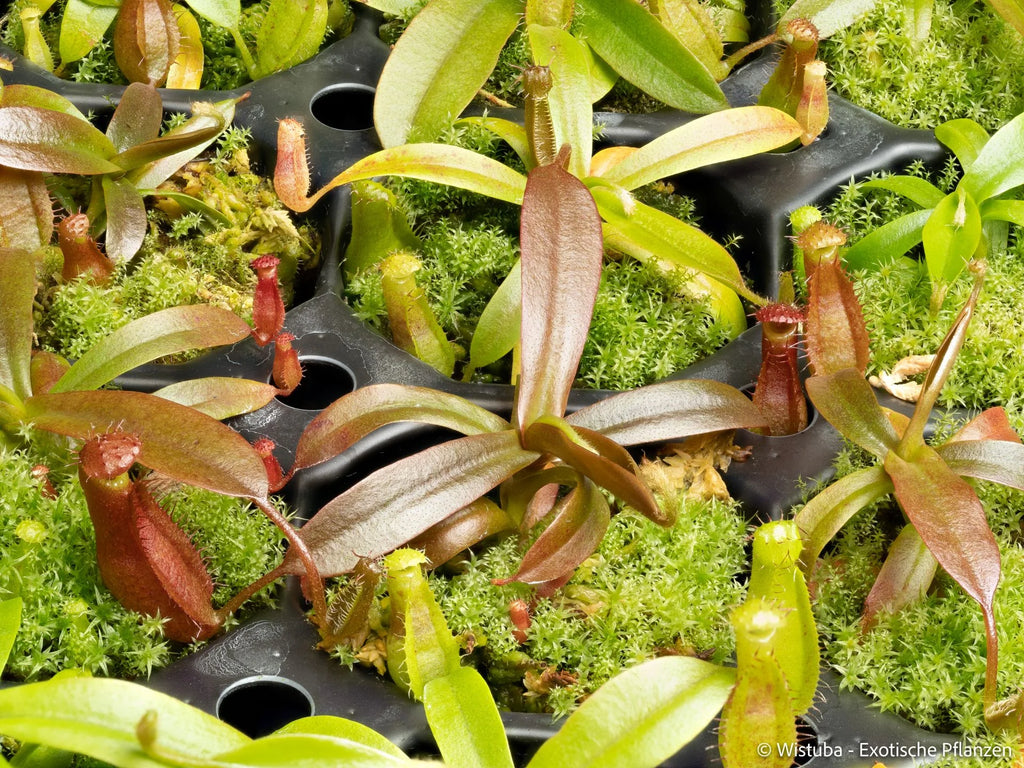 Nepenthes minima x diabolica 大森食虫植物農園