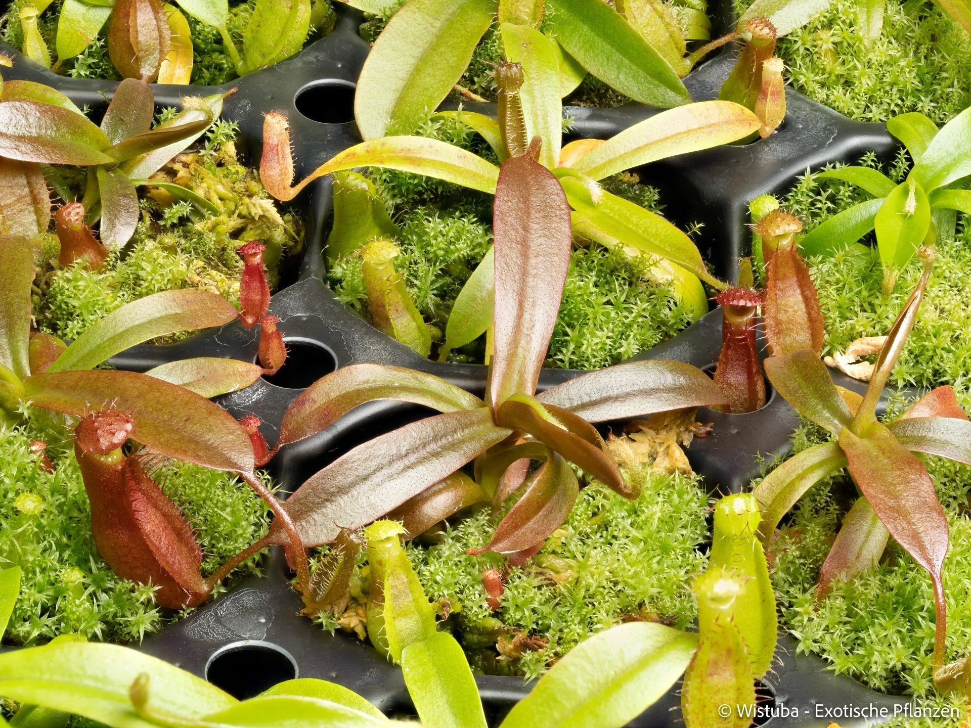 Nepenthes minima x diabolica 大森食虫植物農園