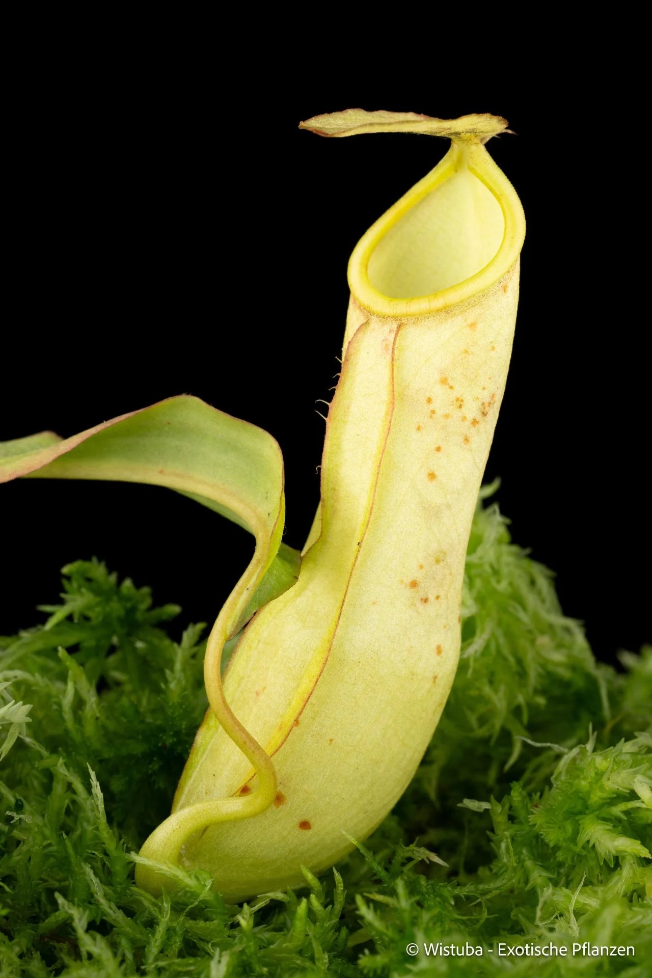 Nepenthes mirabilis (Lampia, Sulawesi) 大森食虫植物農園