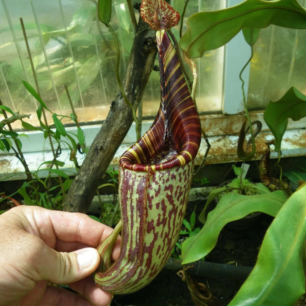 Nepenthes mollis, 8-12 cm 大森食虫植物農園