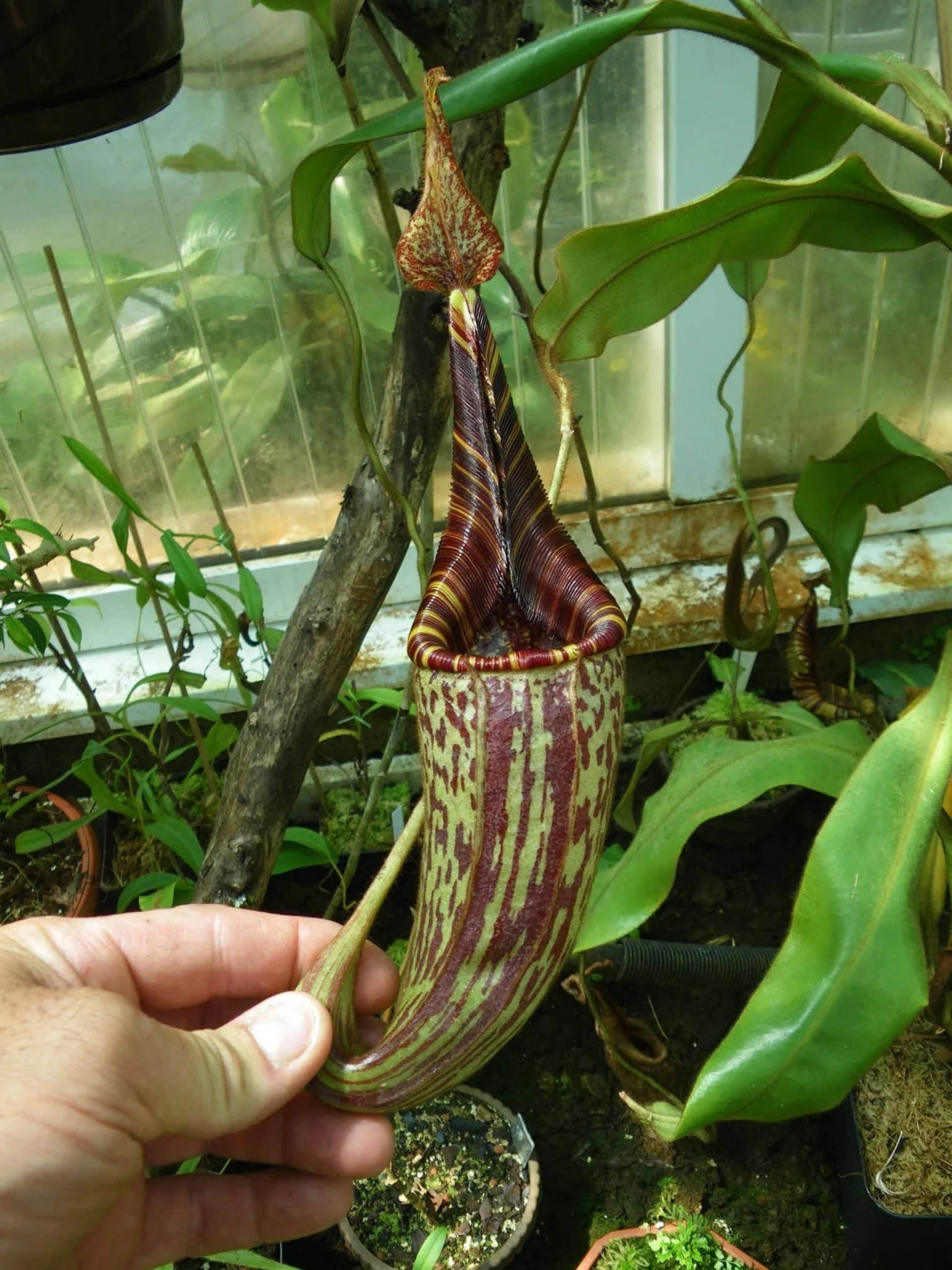 Nepenthes mollis, 8-12 cm 大森食虫植物農園