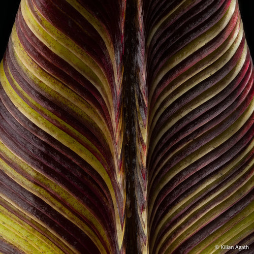 Nepenthes mollis (N. hurrelliana) (Borneo) 大森食虫植物農園