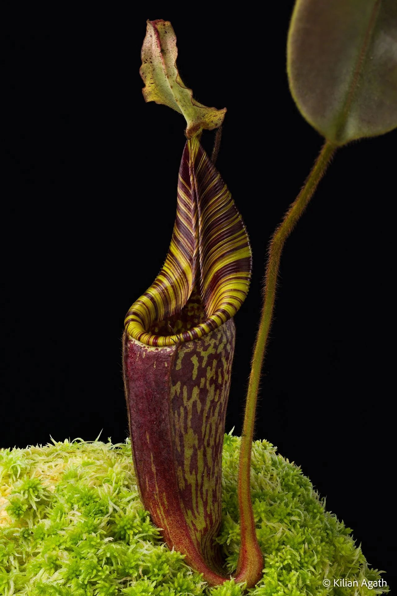Nepenthes mollis (N. hurrelliana) (Borneo) 大森食虫植物農園