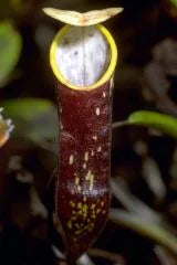 Nepenthes muluensis (Gunung Mulu, Borneo) 大森食虫植物農園