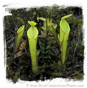 Nepenthes murudensis {Gunung Murud, Borneo, Malaysia, 2000-2220m} [BCP ID# N2001] / 2株の苗, 2-6 cm 大森食虫植物農園