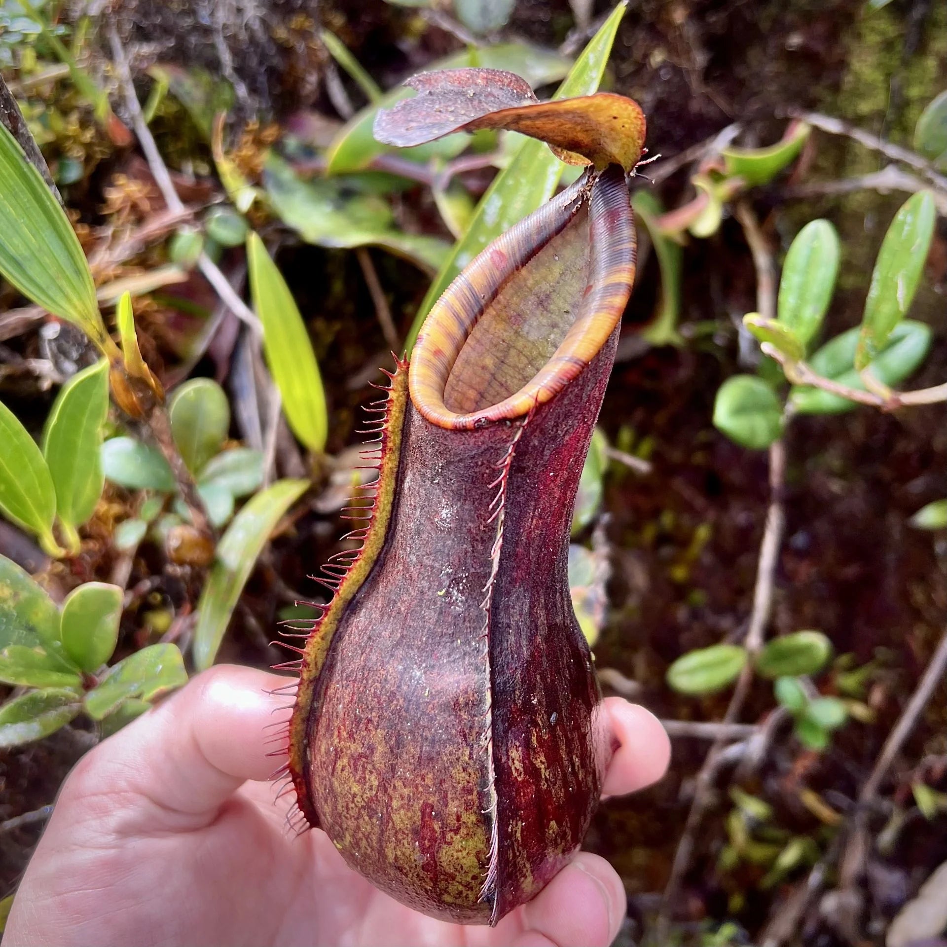 Nepenthes murudensis (Gunung Murud, Borneo) 大森食虫植物農園