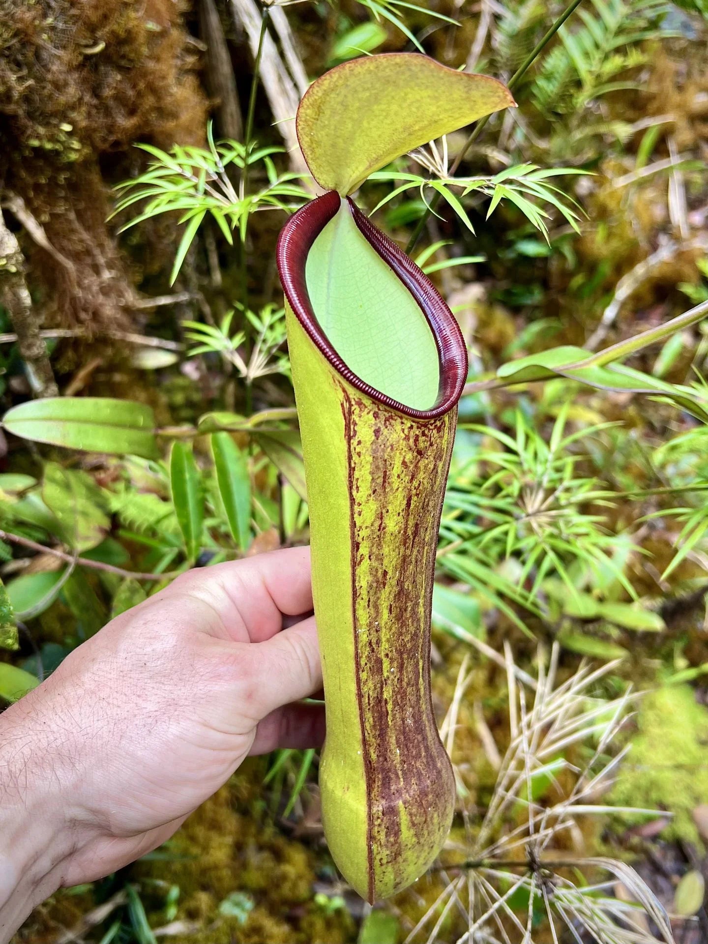 Nepenthes murudensis (Gunung Murud, Borneo) 大森食虫植物農園