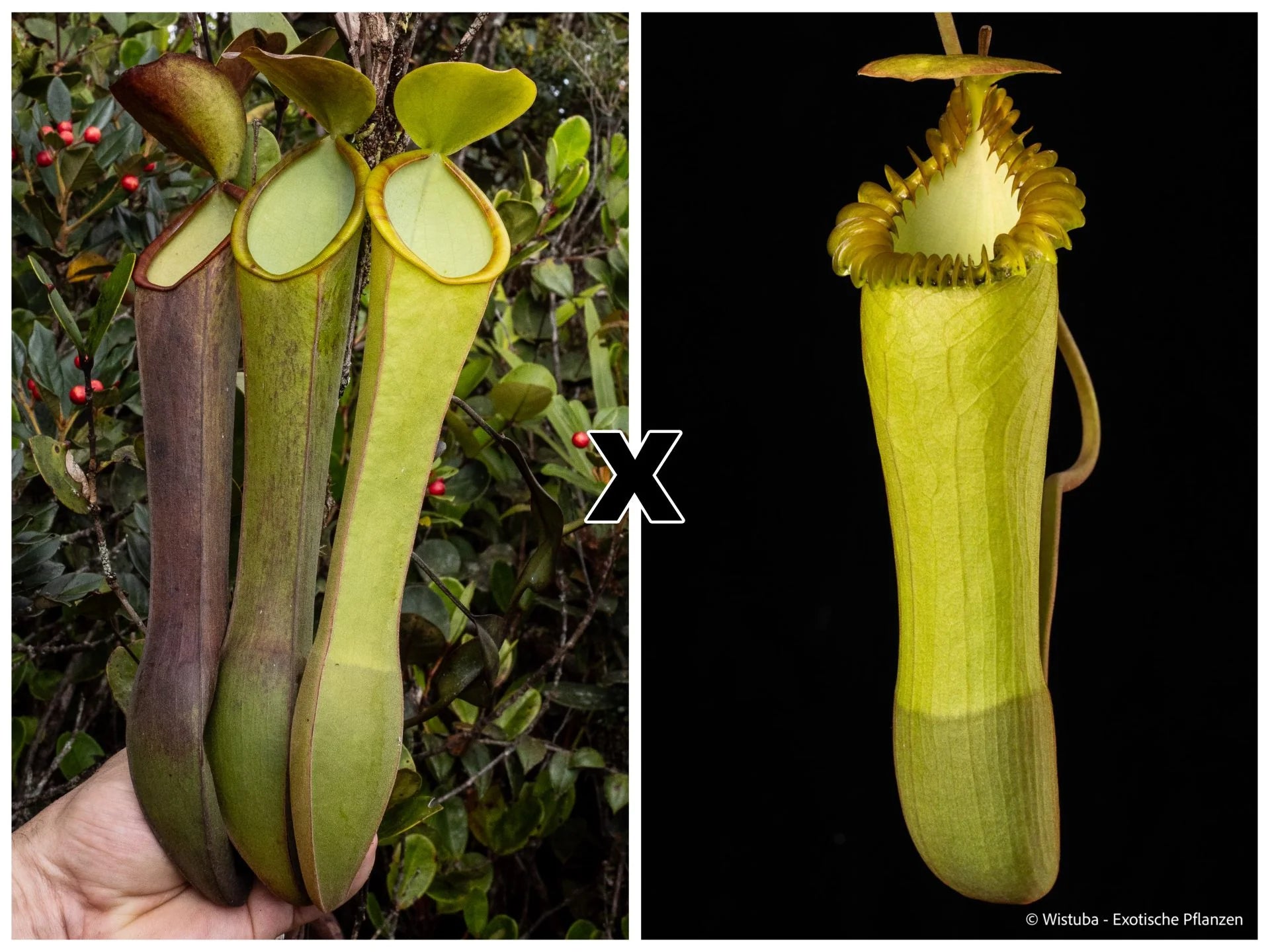 Nepenthes murudensis × edwardsiana 大森食虫植物農園