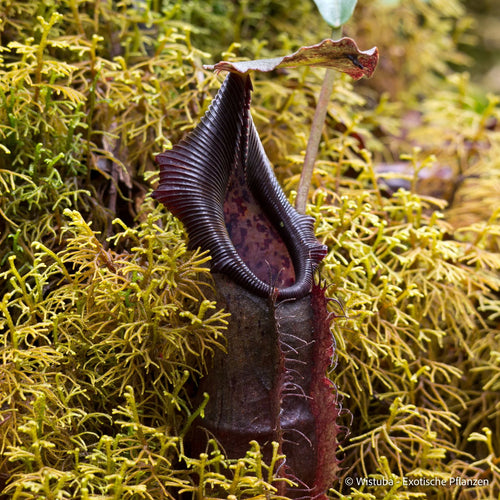 Nepenthes naga (North Sumatra) 大森食虫植物農園