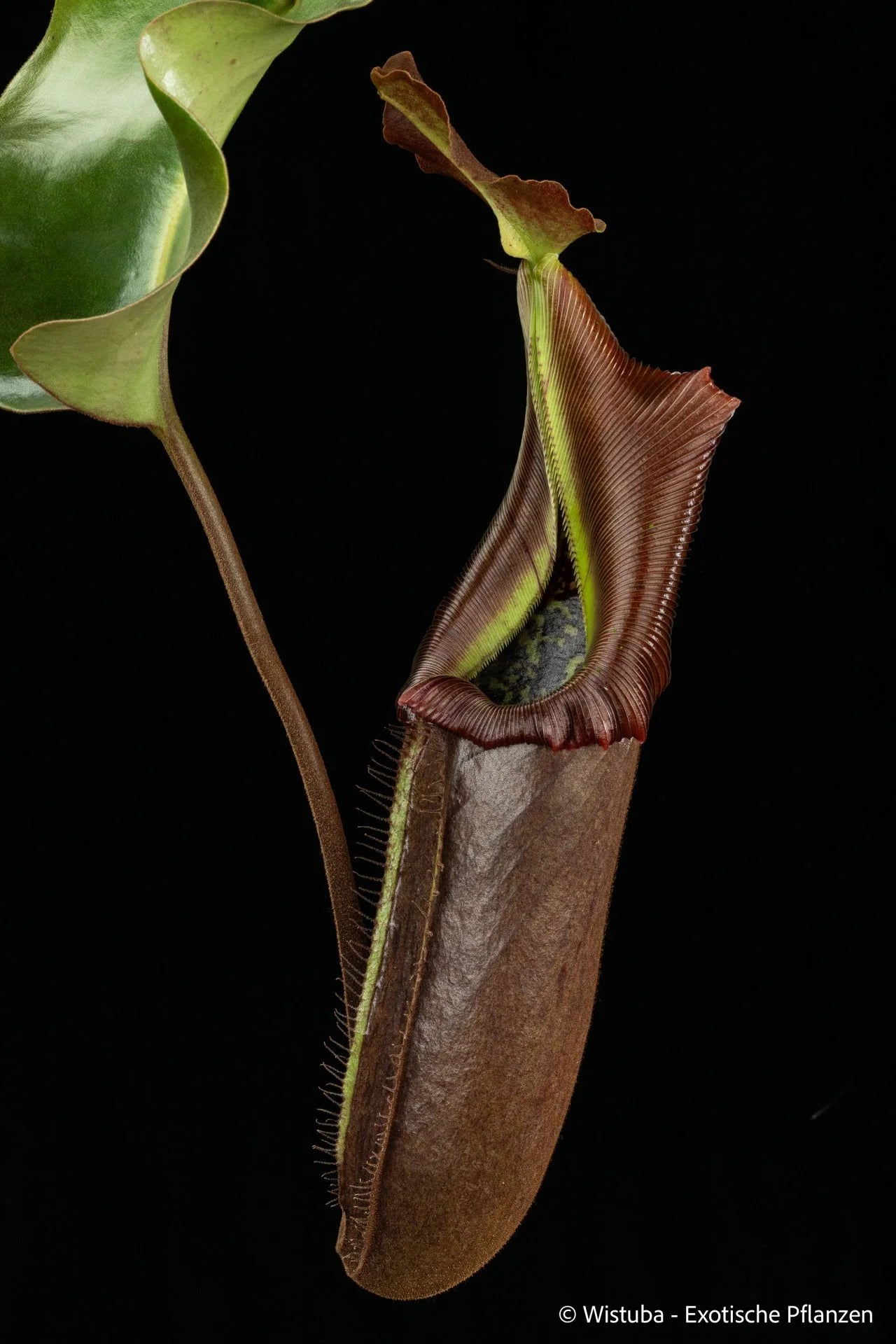 Nepenthes nebularum (Mt. Mayo) 大森食虫植物農園