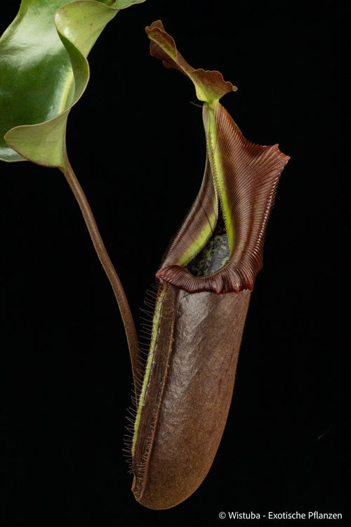 Nepenthes nebularum (Mt. Mayo) 大森食虫植物農園