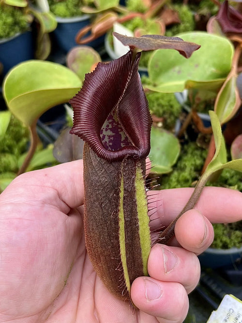 Nepenthes nebularum (Mt. Mayo) 大森食虫植物農園