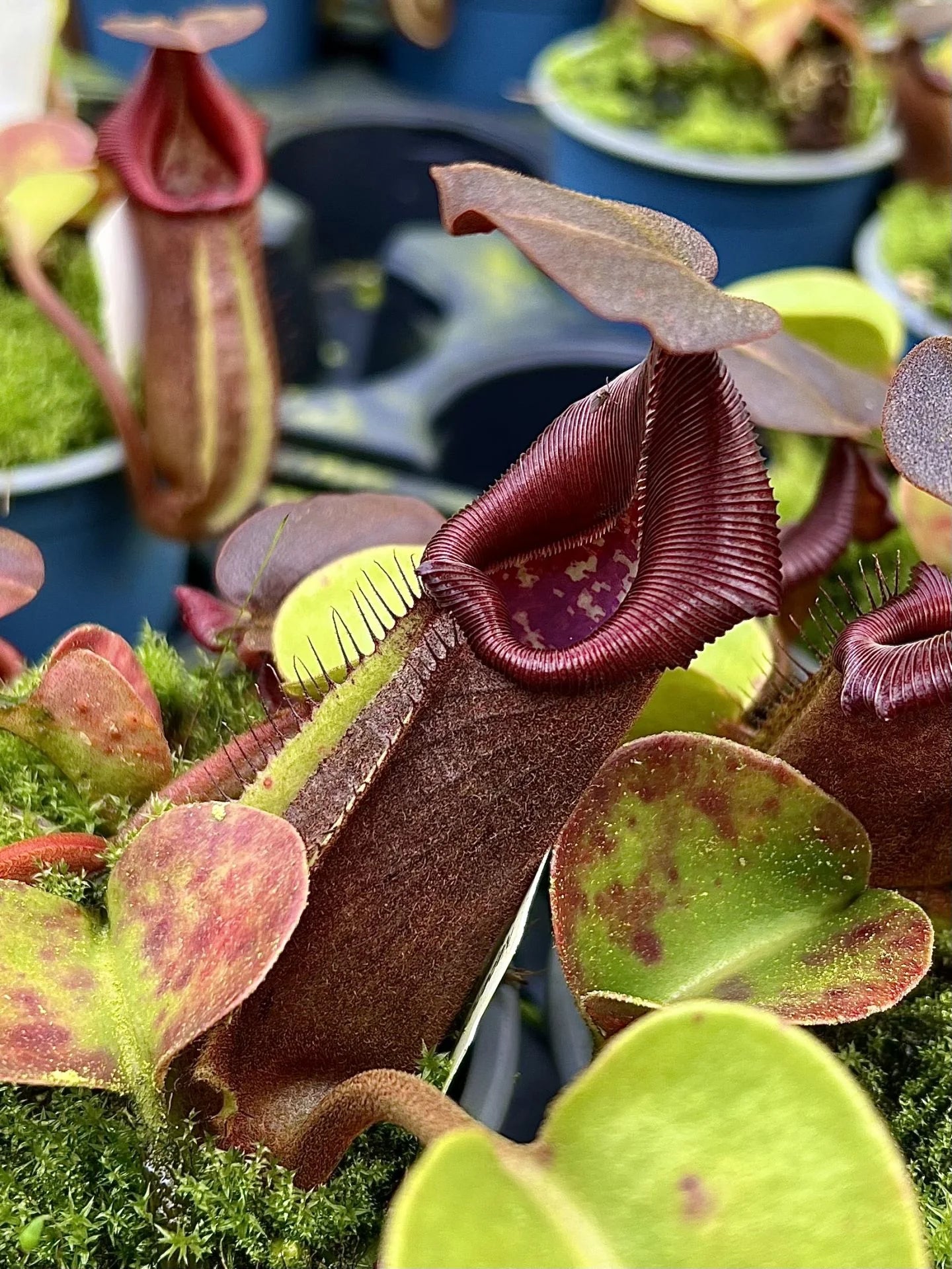 Nepenthes nebularum (Mt. Mayo) 大森食虫植物農園