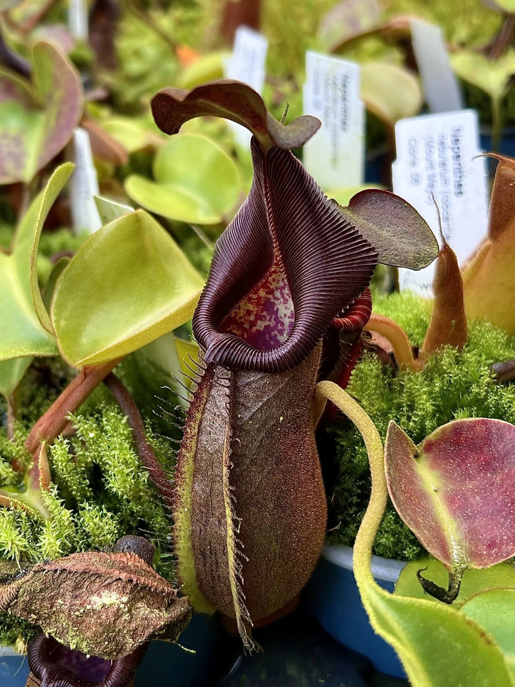 Nepenthes nebularum (Mt. Mayo) 大森食虫植物農園