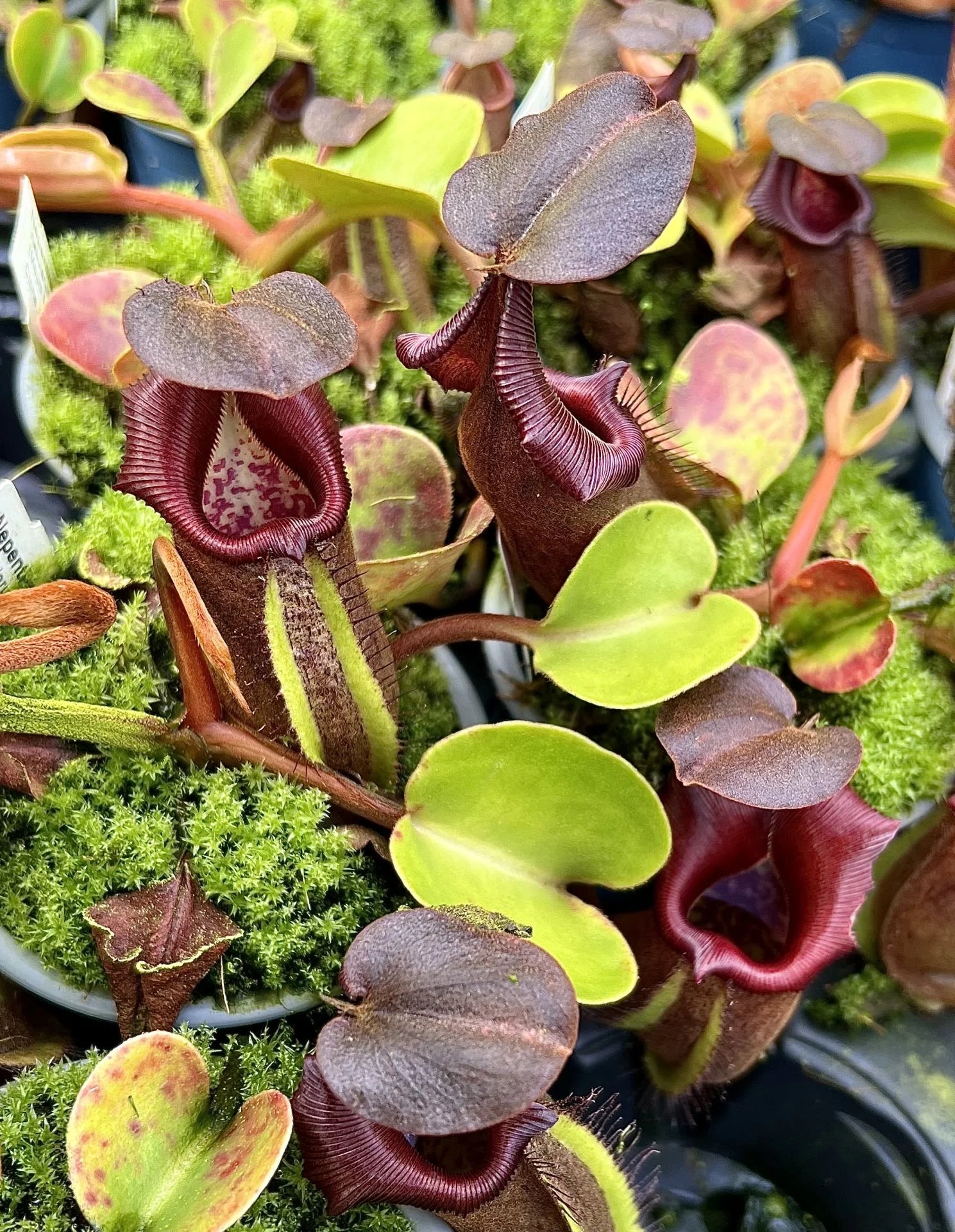 Nepenthes nebularum (Mt. Mayo) 大森食虫植物農園