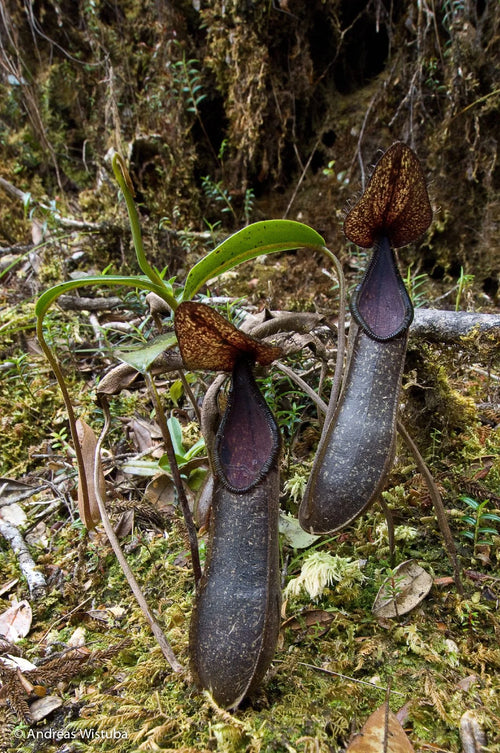 Nepenthes nigra (Gunung Katopasa) 大森食虫植物農園