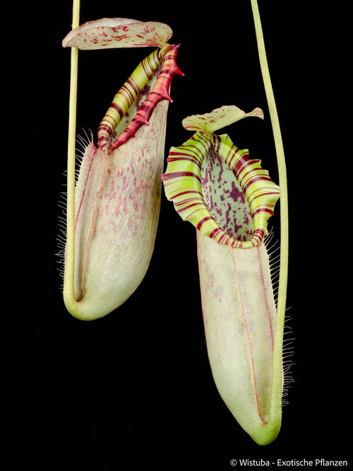Nepenthes northiana (Borneo) 大森食虫植物農園