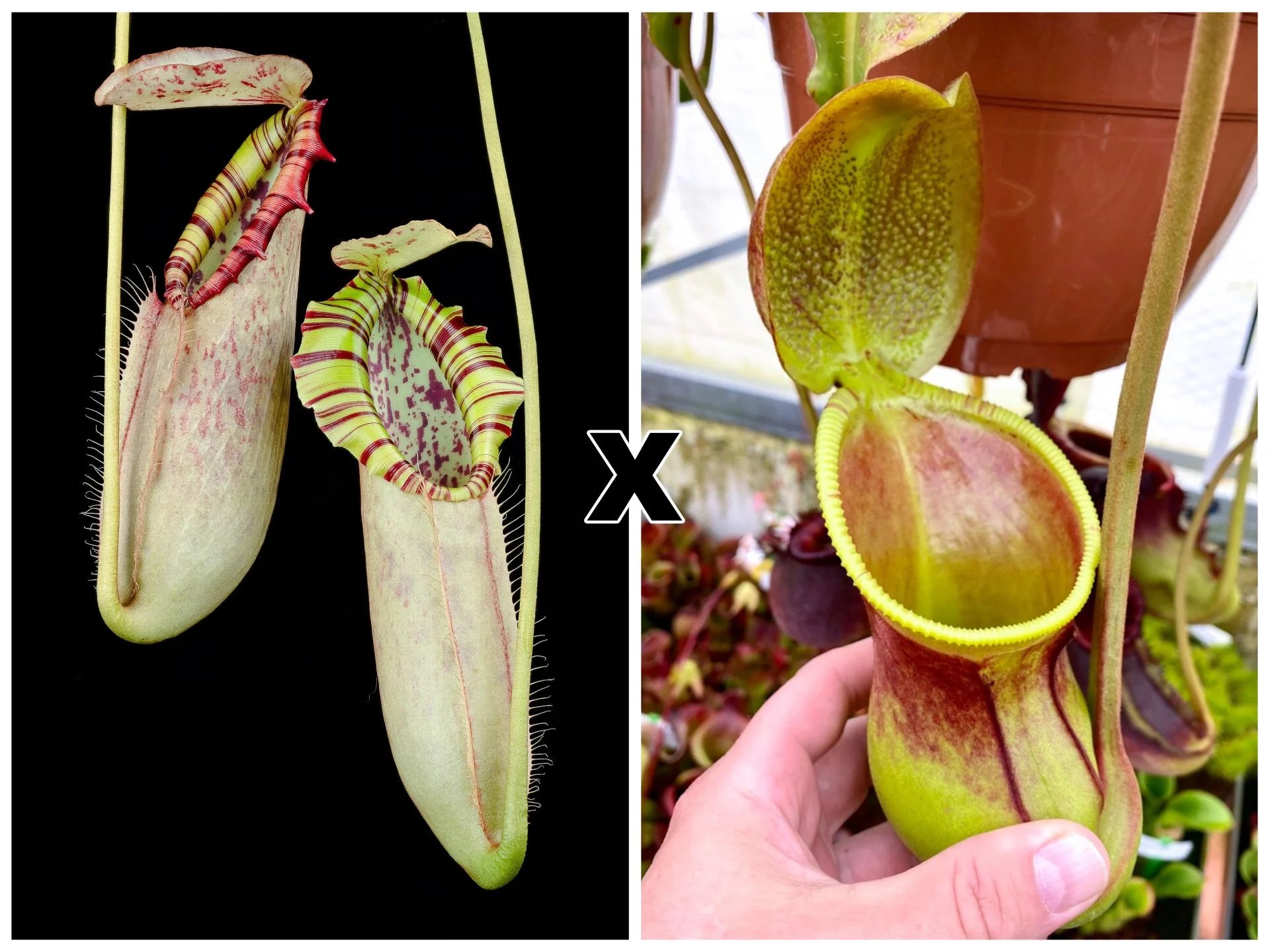 Nepenthes northiana × ephippiata 大森食虫植物農園