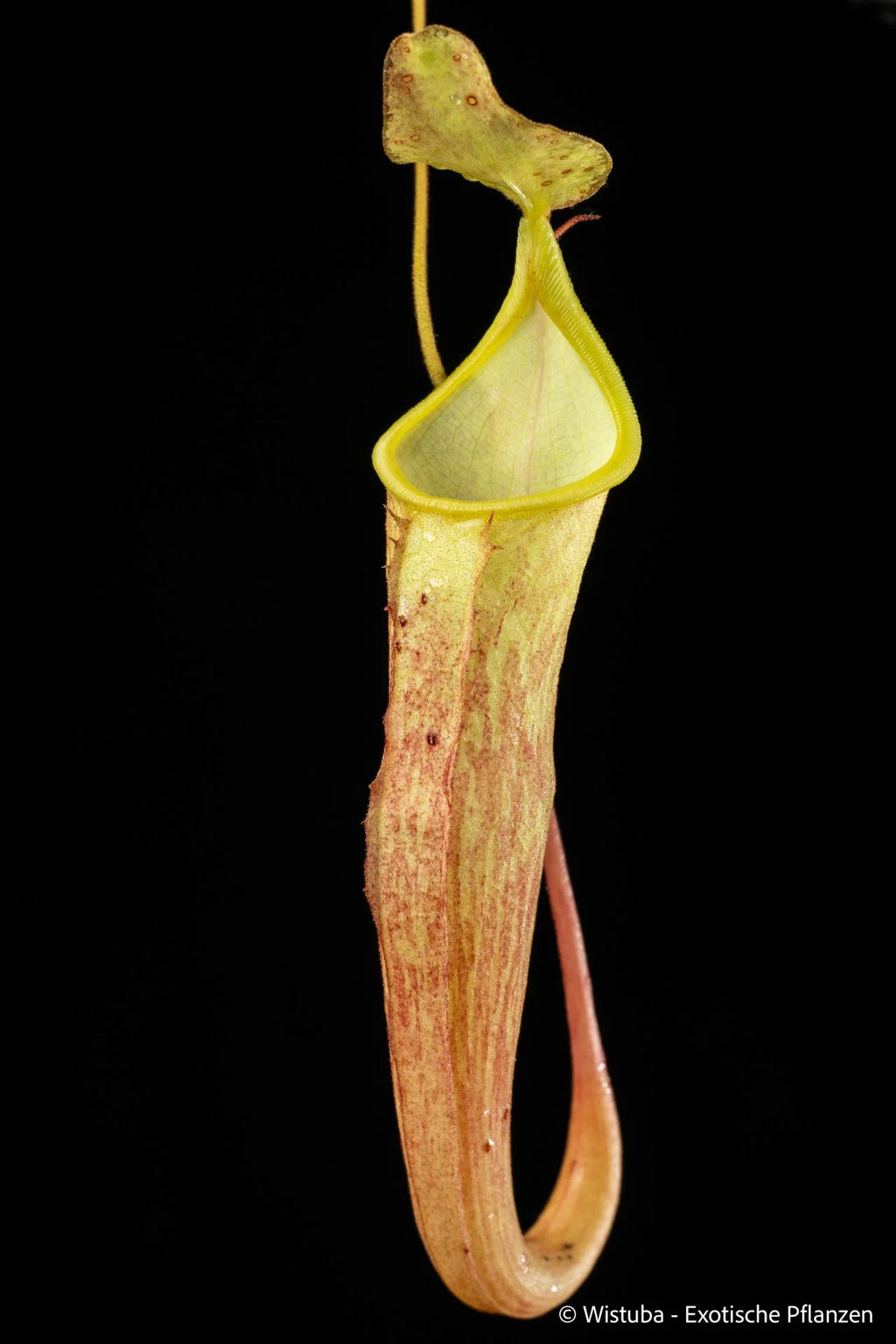 Nepenthes oblanceolata (Wamena area, Irian Jaya) 大森食虫植物農園