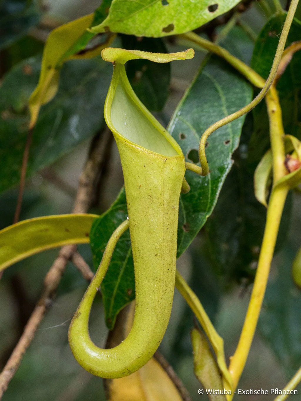 Nepenthes oblanceolata (Wamena area, Irian Jaya) 大森食虫植物農園