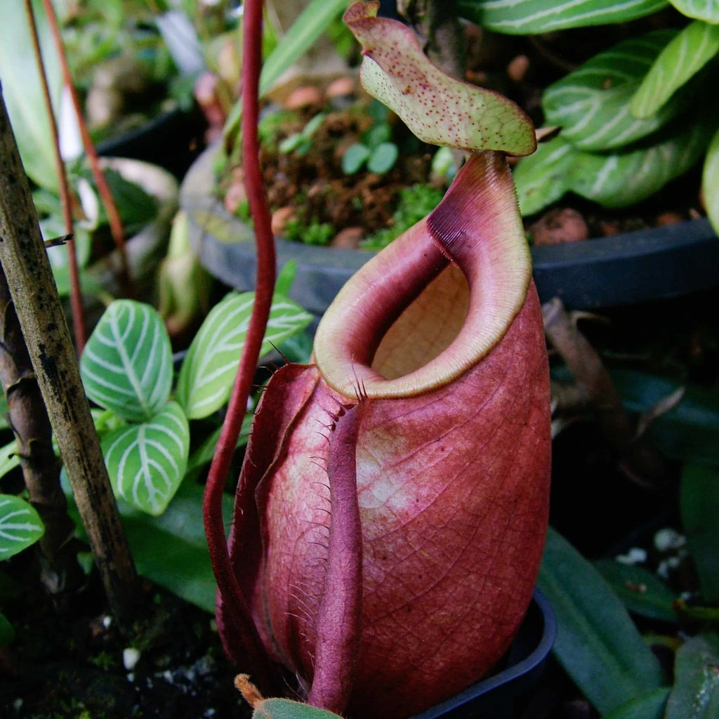 Nepenthes orbiculata (= globosa), 20 cm 大森食虫植物農園