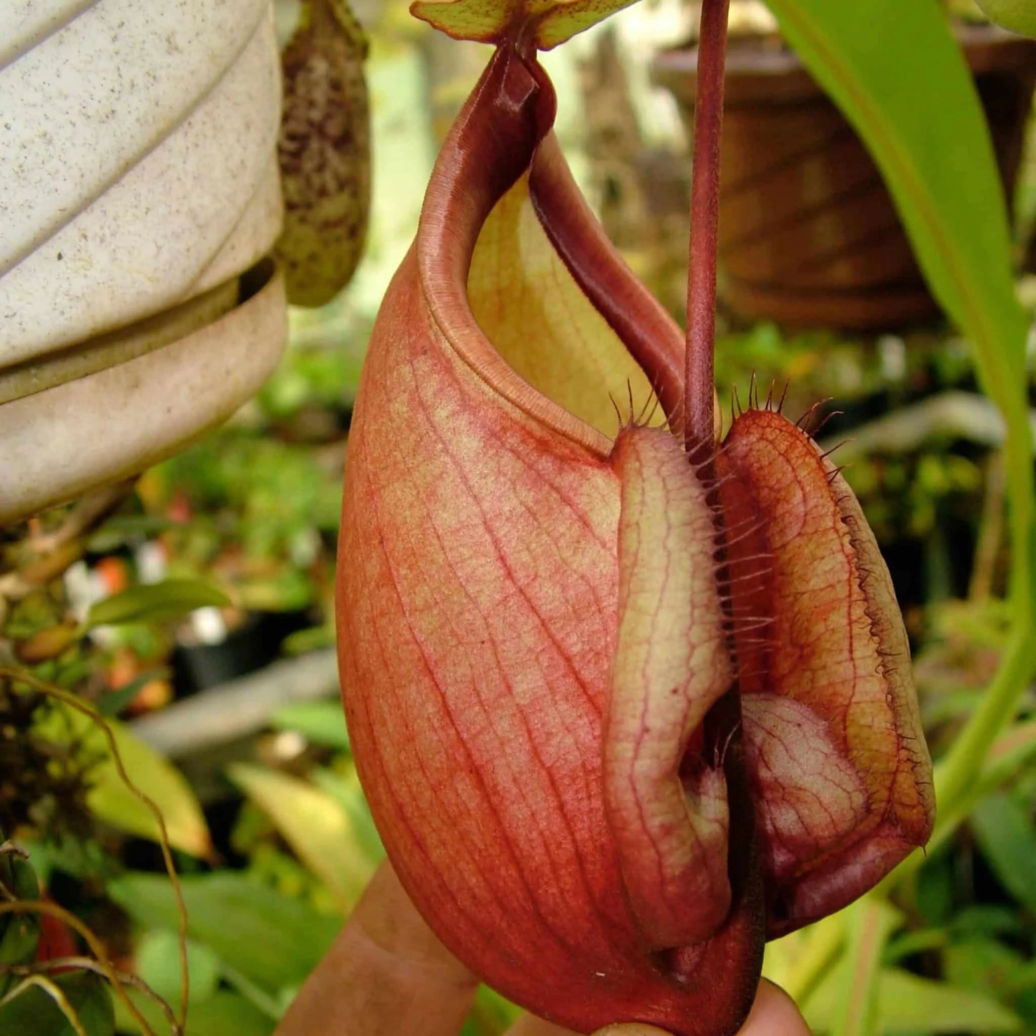 Nepenthes orbiculata (= globosa), 20 cm 大森食虫植物農園