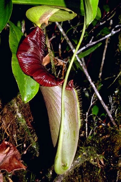 Nepenthes ovata (Pangulubao, Sumatra) 大森食虫植物農園