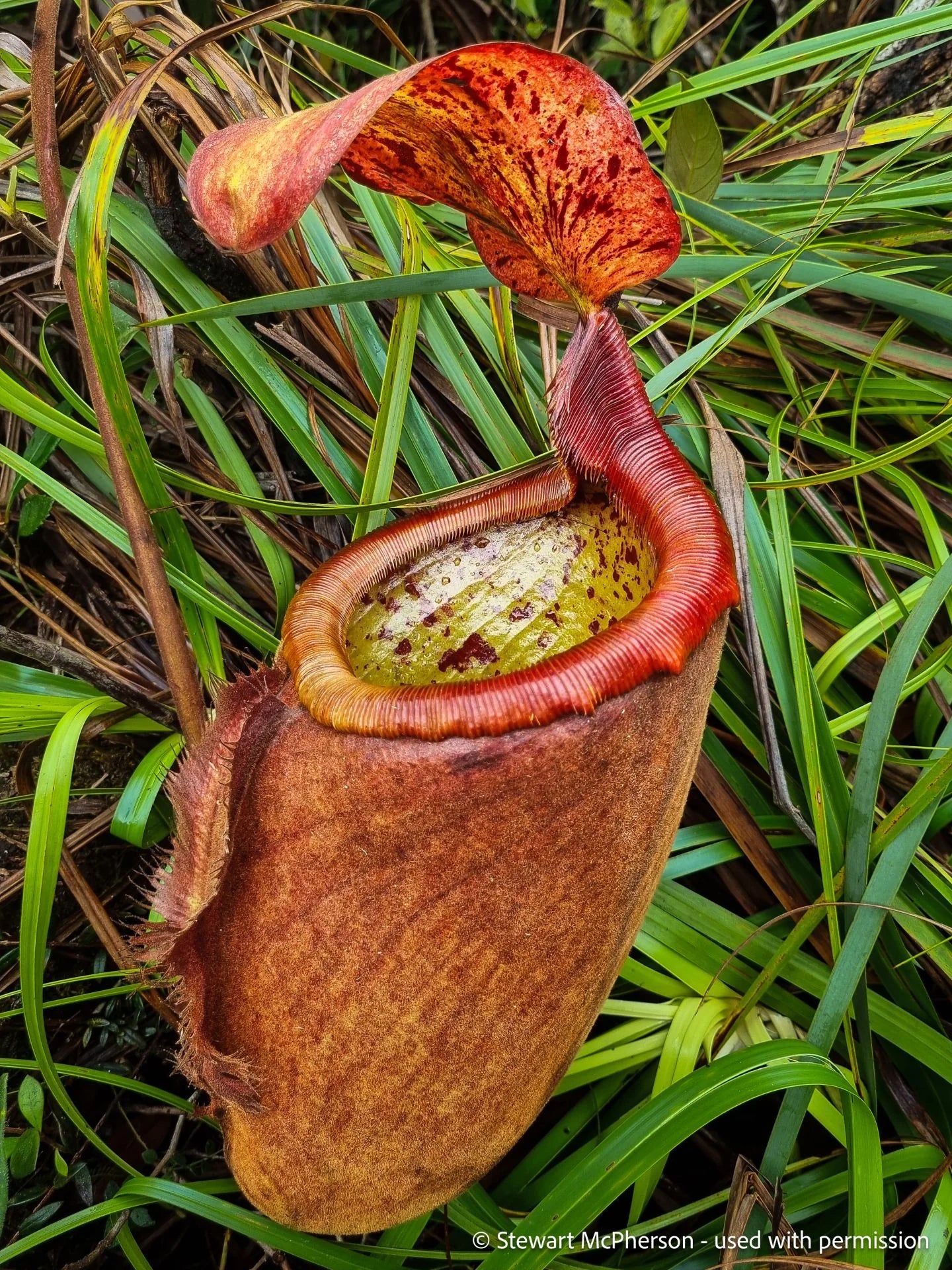 Nepenthes palawanensis (Palawan) 大森食虫植物農園